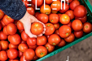Tomaten in der Hand